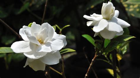 scientific name for gardenia.